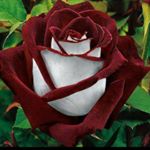 Profile Picture of emel filiz inanoglu (@emelfilizinanoglu) on Instagram