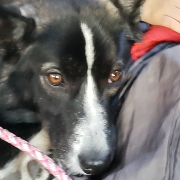 Profile Picture of Adam Largent (@alargent2004) on Poshmark