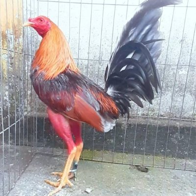 Profile Picture of Ronald Ojeda (@ronaldo85854995) on Twitter