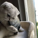 Profile Picture of Mia (@miascottischfold) on Instagram