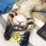 Profile Picture of 千貓萬來 (@tranfubo) on Instagram