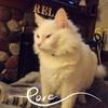 Profile Picture of Shirley Bryant Iriza (@@shirleybryantirizarry0) on Tiktok
