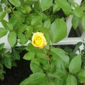 Profile Picture of Jamey Longer (@Jerswifey) on Pinterest