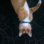 Profile Picture of casey.speagle (@casey.speagle) on Instagram