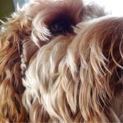 Profile Picture of Alex DiStefano (@AlexDDiStefano) on Twitter