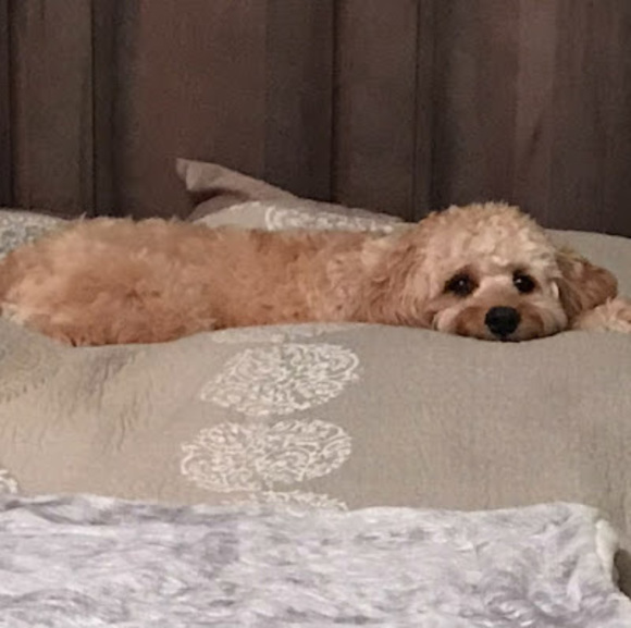 Profile Picture of Arielle Serafin (@arielleserafin7) on Poshmark