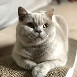 Profile Picture of Doris The British Shorthair (@doris_thebritishshorthair) on Instagram