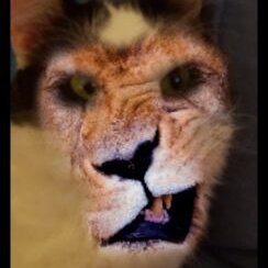 Profile Picture of Dawn Ellen Wolcott (@dawn_wolcott) on Twitter