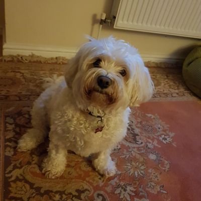 Profile Picture of Alison Guest (@aguest72) on Twitter