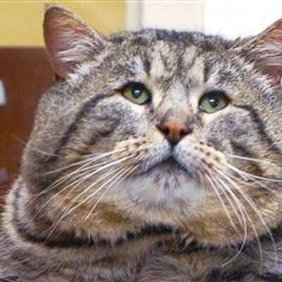 Profile Picture of Erin Schell (@fatcatsrawesome) on Twitter