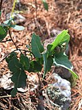 Profile Picture of Quercus depressipeson Wikipedia