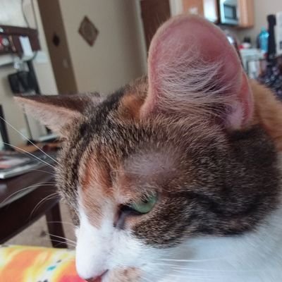 Profile Picture of Barbara Haley (@Barbara50789851) on Twitter