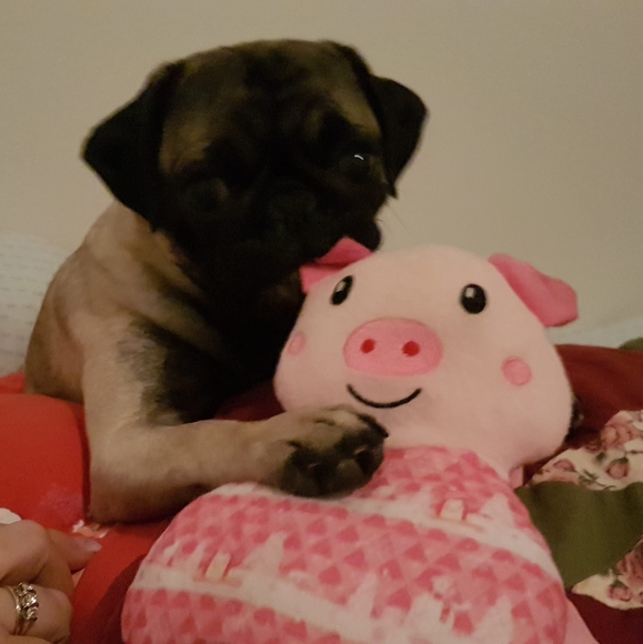 Profile Picture of Lise Brideau (@lisebrideau) on Poshmark