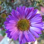 Profile Picture of Anne Glazenburg-Markus (@glazenburgmarkus) on Instagram