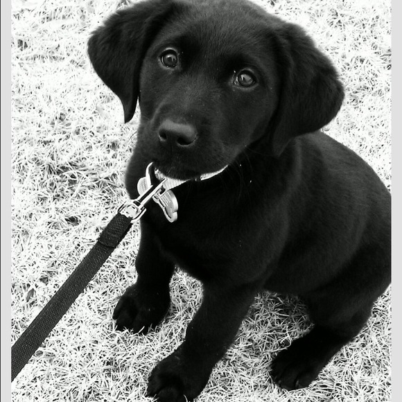 Profile Picture of Joanne Gianopoulos (@jgianop) on Poshmark