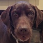 Profile Picture of Emery & Jared (@cf_doghouse) on Instagram