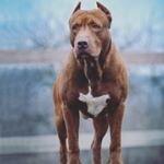 Profile Picture of Питбули DRAGON LIVE (@pitbulli_agopa060) on Instagram