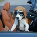 Profile Picture of Michael Lin (@beagles168) on Instagram