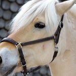 Rayna Adams - Instagram Profile Picture of Rayna Adams (@diva.h0rses_) on Instagram