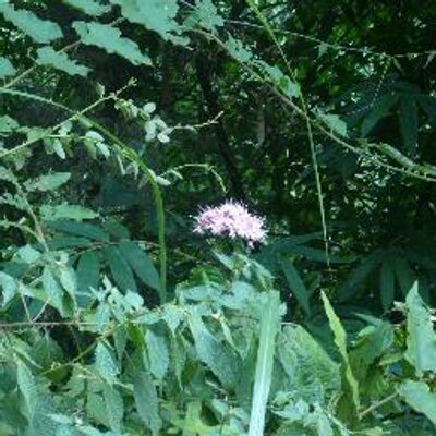 Profile Picture of Zhong_yuan_qu_zei (@zhong_yuan_qu_z) on Twitter