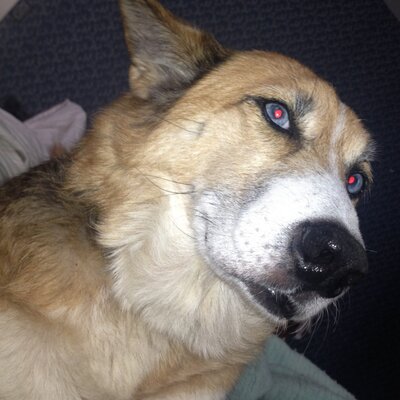 Profile Picture of Evan Krupansky (@Evankru) on Twitter