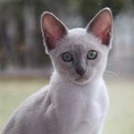 Renée Dalpé - Instagram Profile Picture of Renée Dalpé (@reneedalpe) on Instagram