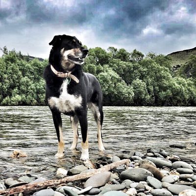 Profile Picture of Chris Baylis (@southerntard270) on Twitter