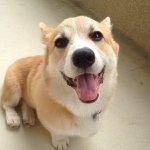 Profile Picture of Ralph the Pembroke Welsh Corgi (@lauradaveandthedog) on Instagram