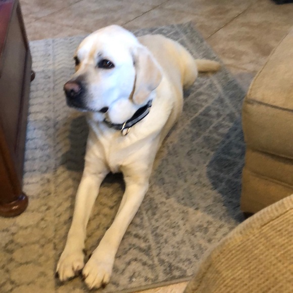 Profile Picture of Aubrey Nicometo (@aubreynico) on Poshmark