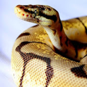 Profile Picture of Josiah Simpson (@josiahsimpson500) on Youtube