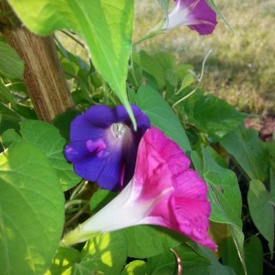 Profile Picture of Debra Hanson (@DebHanson17) on Twitter