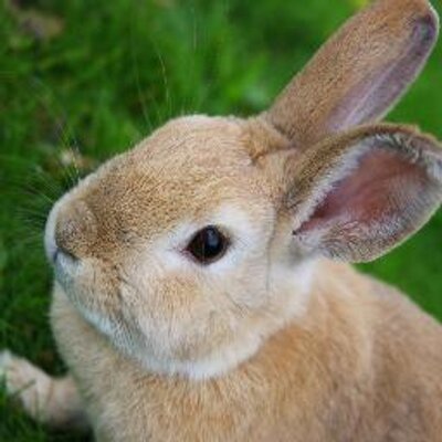 Profile Picture of Rabbit Law (@RobertLaw2112) on Twitter
