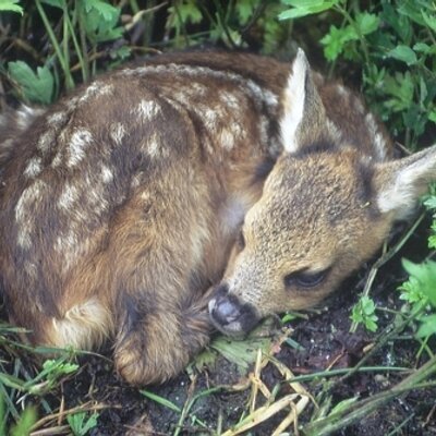 Hans Rauwerdink - Twitter Profile Picture of Hans Rauwerdink (@HRauwerdink) on Twitter