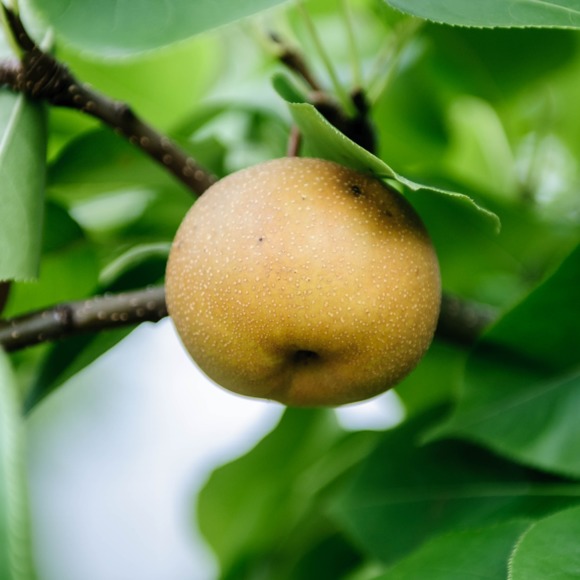 Profile Picture of Cheak Cheam (@cheakcheam) on Poshmark