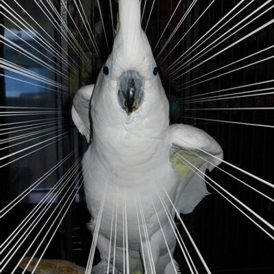 Profile Picture of Leo Xavier Peepers (@LeoPeepers) on Twitter