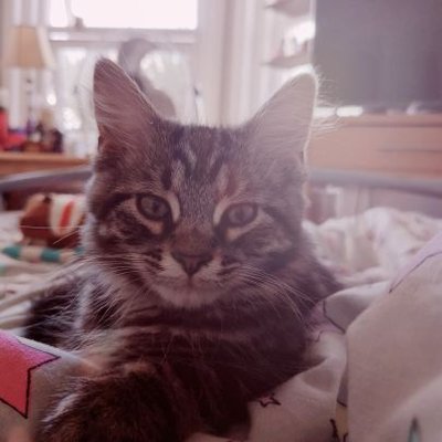 Profile Picture of Alice Weller (@AliceWeller10) on Twitter