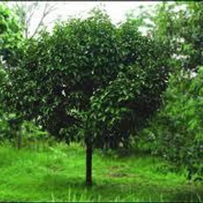 Profile Picture of Grisel Figueroa (@GriselFigueroa3) on Twitter