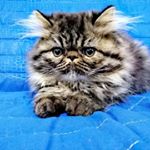 Profile Picture of michellerenzi98 (@michellerenzi98) on Instagram
