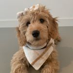 Profile Picture of Zota 🧸✨🍭| The Goldendoodle (@zota_the_goldendoodle) on Instagram