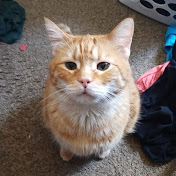 Alex Costello - Youtube Profile Picture of Alex Costello (@rainbow_sheep__) on Youtube