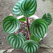 Profile Picture of Delia Clamucha (@deliaclamucha2571) on Youtube