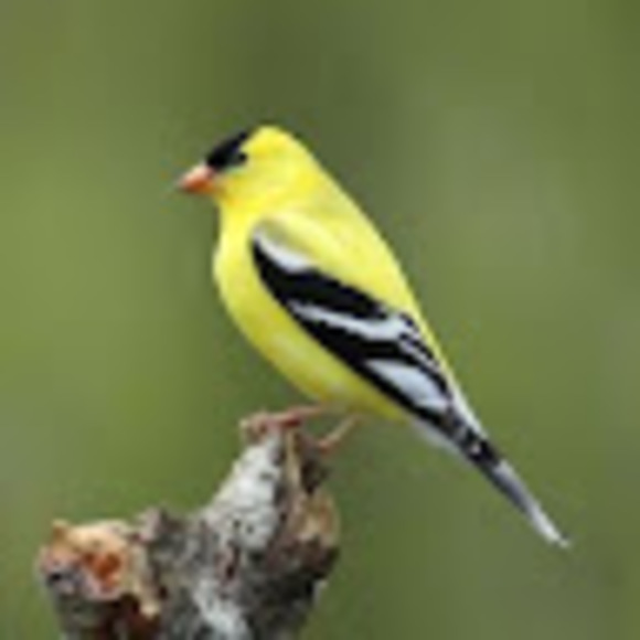 Profile Picture of Jeanine Wallace (@jwallace3210) on Poshmark