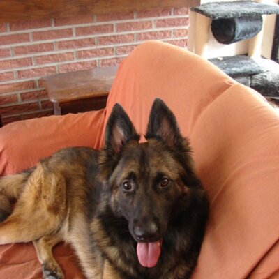 Profile Picture of Jee Wee (@1jeewee) on Twitter