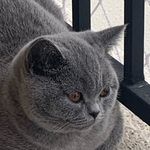 Profile Picture of Ziggy (@ziggy_bsh) on Instagram