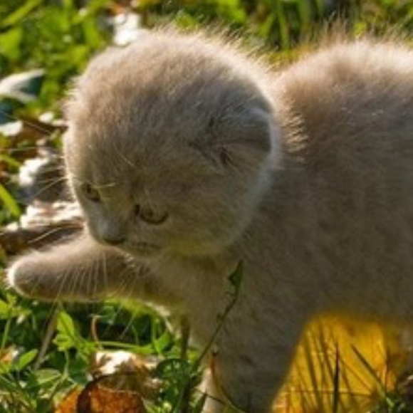 Profile Picture of Kim Krueger (@kanh) on Poshmark