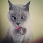 Profile Picture of Janet McMurtry (@janetmcmurtry) on Instagram