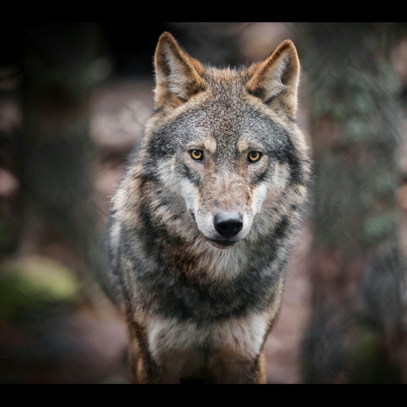 Profile Picture of Jerry Allen (@jerryfresh69) on Poshmark