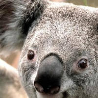 Profile Picture of Ebony Man (@ebony-man) on Quora