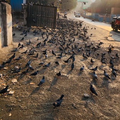 Profile Picture of Pigeon Menace - Lokhandwala (@MenacePigeon) on Twitter