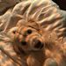 Profile Picture of Sisi (@sirobertson3464) on Pinterest